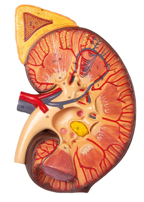 Secțiune rinichi cu nefron renal și corpuscul renal