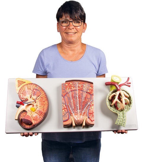 Secțiune rinichi cu nefron renal și corpuscul renal
