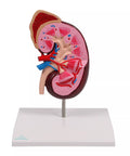Model de rinichi, de 2 ori mărimea naturală - EZ Augmented Anatomy