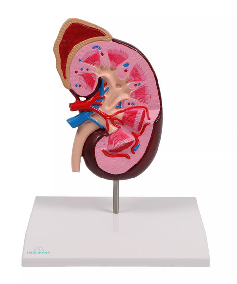 Model de rinichi, de 2 ori mărimea naturală - EZ Augmented Anatomy