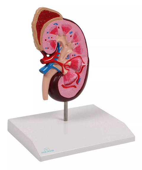 Model de rinichi, de 2 ori mărimea naturală - EZ Augmented Anatomy