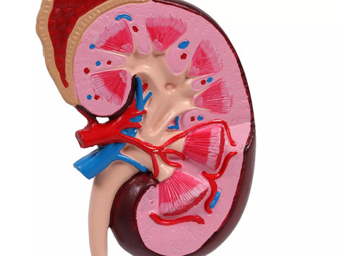 Model de rinichi, de 2 ori mărimea naturală - EZ Augmented Anatomy