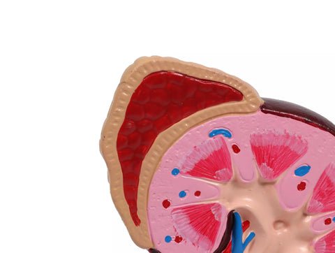 Model de rinichi, de 2 ori mărimea naturală - EZ Augmented Anatomy