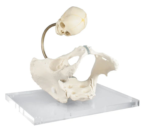 Bazin pentru prezentarea canalului de naștere