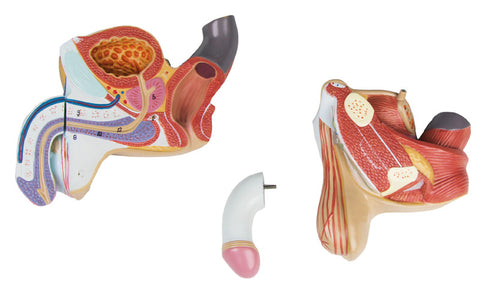 Organe genitale masculine, 4 piese
