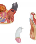 Organe genitale masculine, 4 piese