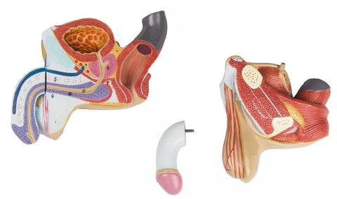 Organe genitale masculine, 4 piese