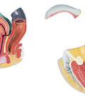Organe genitale feminine, 4 piese