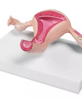 Model uter
