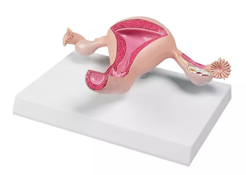 Model uter