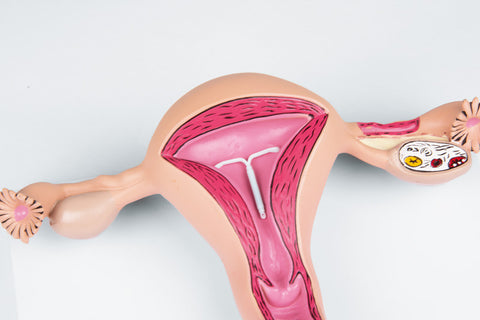 Model uter