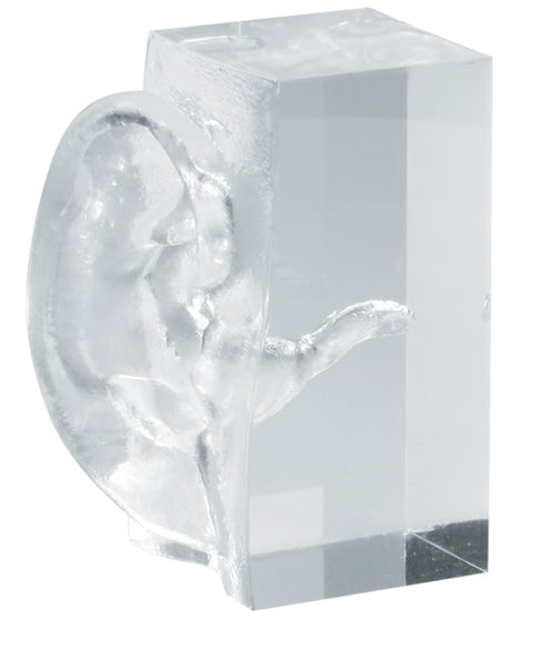 Transparent Ear model