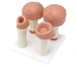 Set model dilatare uter (4 tipuri)