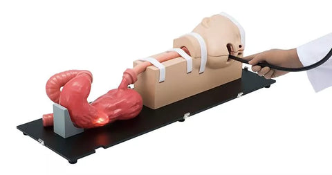 Simulator EGD (EsophagoGastroduodenoscopy)