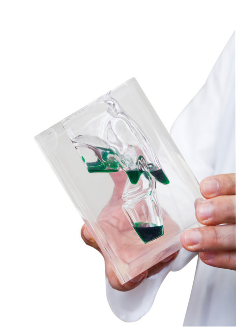 Model laringofaringe transparent