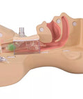 Simulator management traheostomie
