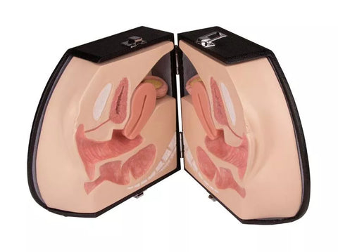 Organele genitale feminine