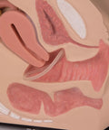 Organele genitale feminine