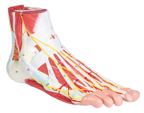 Anatomia piciorului, 9 piese