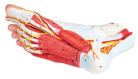 Anatomia piciorului, 9 piese