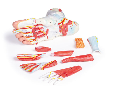 Anatomia piciorului, 9 piese