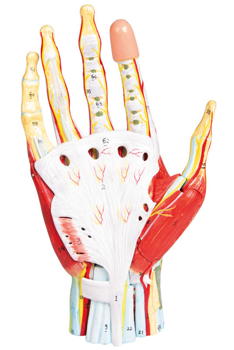 Anatomie regională a mâinii, 7 piese