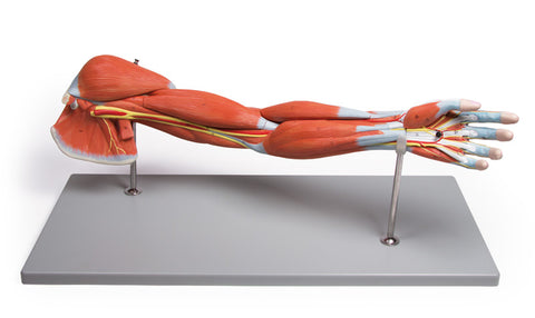 Arm Muscles, 7-part