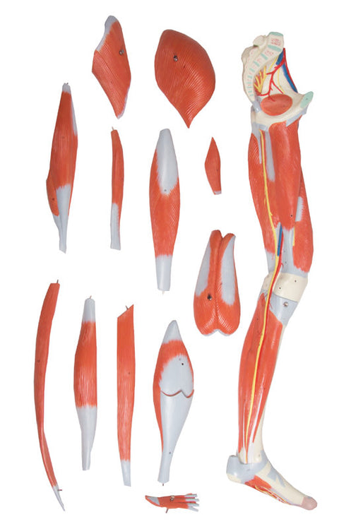 Mușchii piciorului, model 13 piese