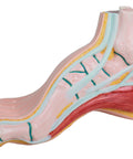 Picior scobit, pes cavus
