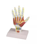 Model structură anatomie mână