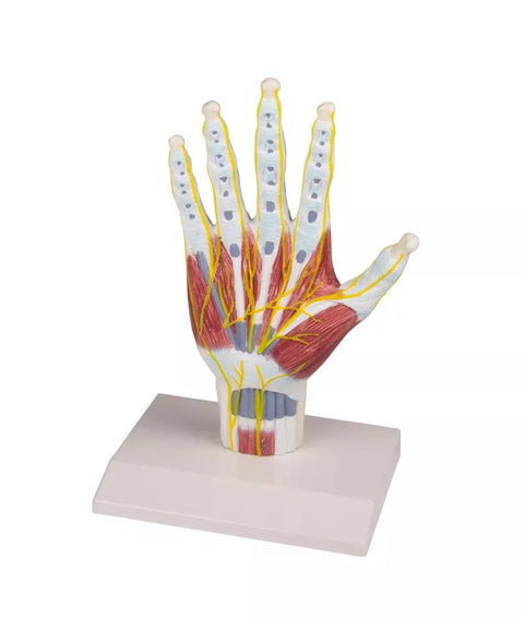 Model structură anatomie mână