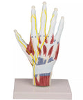Model structură anatomie mână