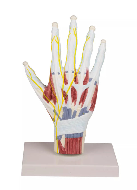 Model structură anatomie mână