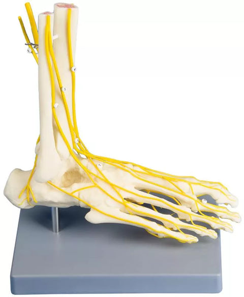 Neuro Picior