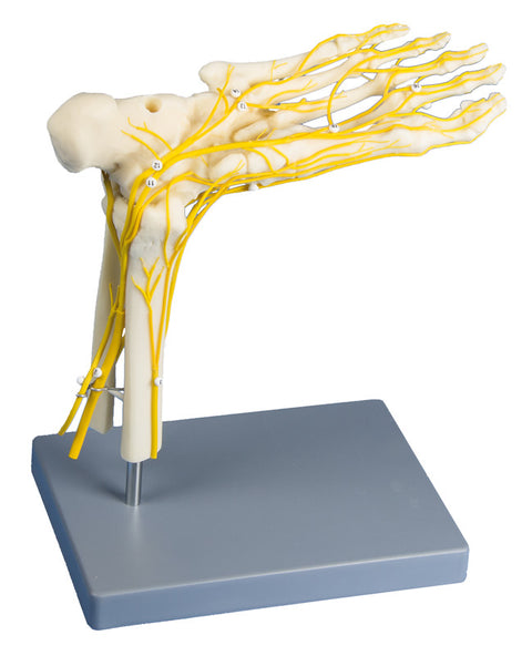 Neuro picior