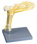 Neuro Picior