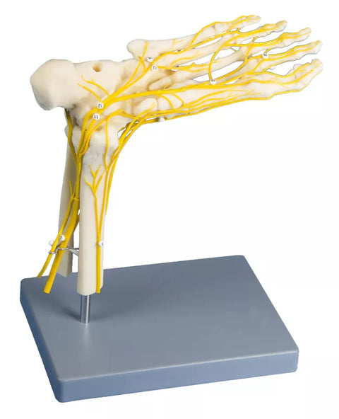 Neuro Picior