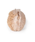 Creierul (cerebrum)