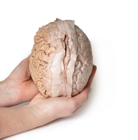Creierul (cerebrum)
