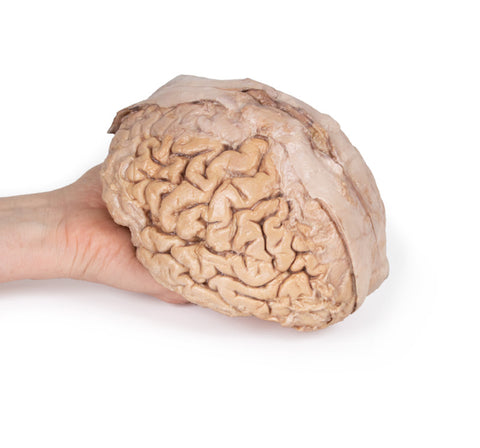 Creierul (cerebrum)
