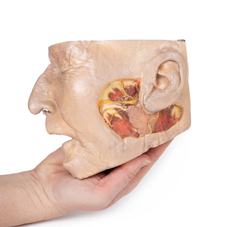 Disecția glandei parotide și a nervului facial