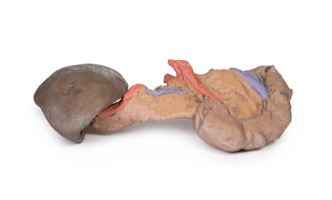 Splină și pancreas
