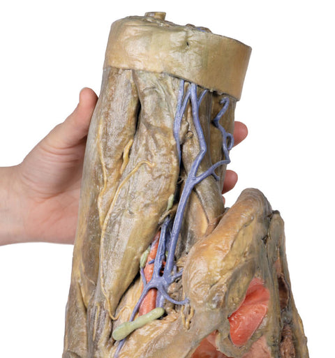Hemipelvis și coapsă - feminin