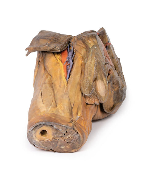 Hemipelvis masculin și coapsă