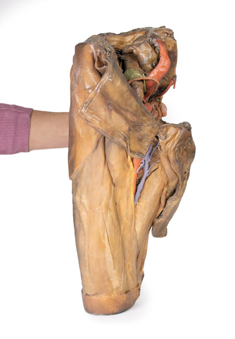 Hemipelvis masculin și coapsă