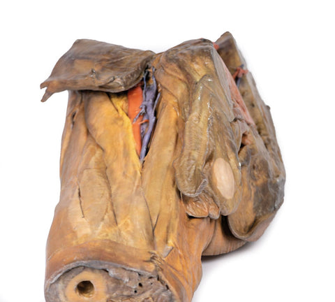 Hemipelvis masculin și coapsă