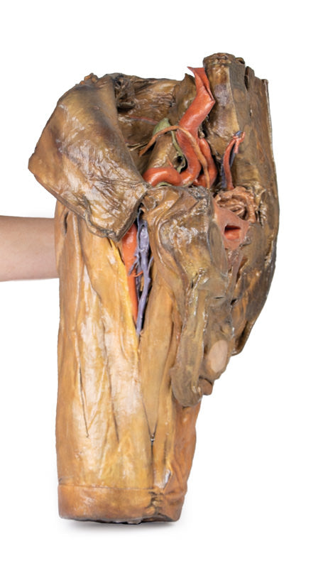 Hemipelvis masculin și coapsă
