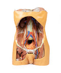 Peretele abdominal posterior