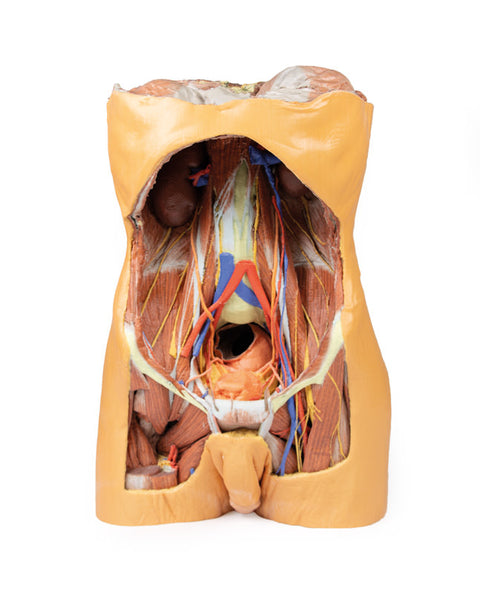 Peretele abdominal posterior