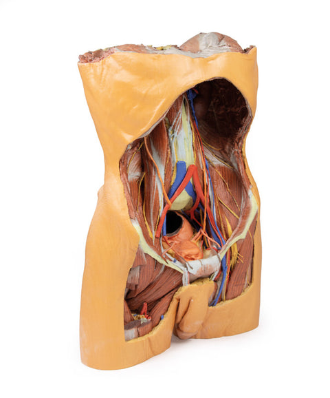 Peretele abdominal posterior